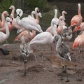 320-9800 Safari Park - Chilean Flamingos